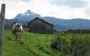 Blick auf der Grünten